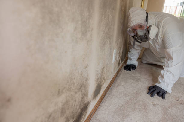 Best Mold Odor Removal Services  in Sullivans Island, SC